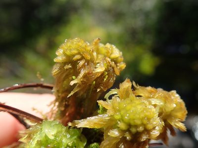 Sphagnum mendocinum, photographed by Randal