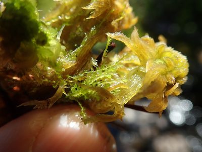 Gymnocolea inflata, photographed by Randal