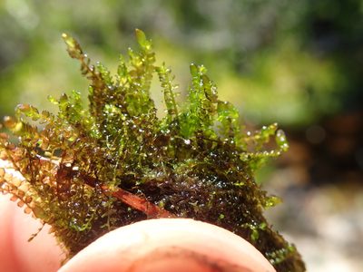 Gymnocolea inflata, photographed by Randal
