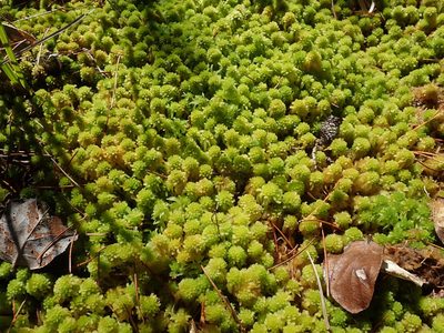 Sphagnum mendocinum, photographed by Randal
