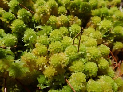 Sphagnum mendocinum, photographed by Randal