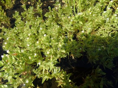 Gratiola ebracteata