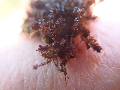 Marsupella emarginata, photographed by Randal