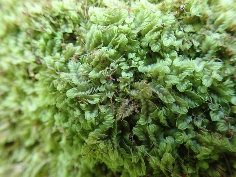 Gyrothyra underwoodiana, photographed by Randal