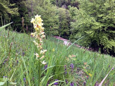 Orchis pallens, photographed by preinzi