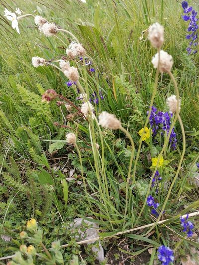 Plantago argentea, photographed by Ljaž