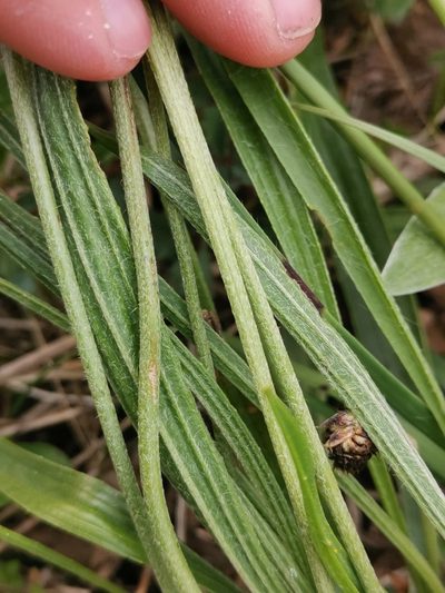 Plantago argentea, photographed by Ljaž