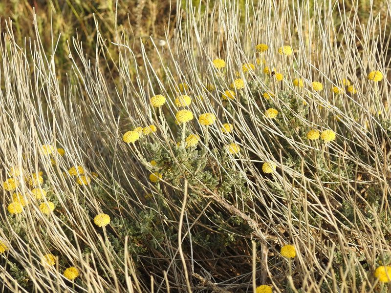 Santolina africana, photographed by Aissa Djamel Filali