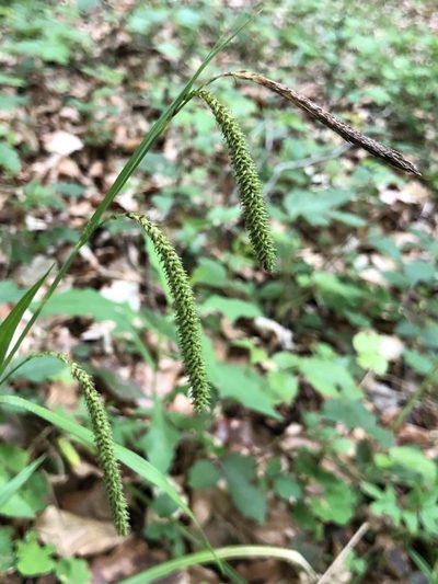 Carex agastachys, photographed by Thomas Ebner