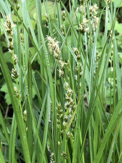 Carex leersii, photographed by Thomas Ebner