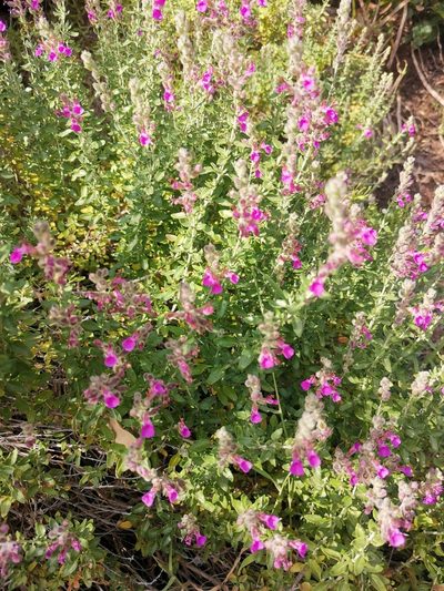 Teucrium marum, photographed by Roland Godon