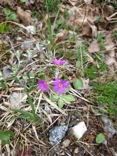 Primula scandinavica, photographed by Mark Costello