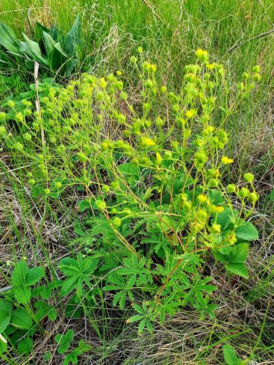 Potentilla longipes, photographed by Анна Митрошенкова