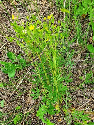 Potentilla longipes, photographed by Анна Митрошенкова