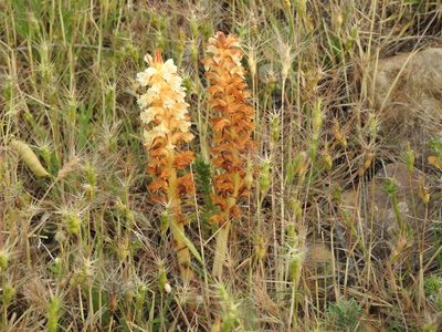 Orobanche amethystea, photographed by Aissa Djamel Filali