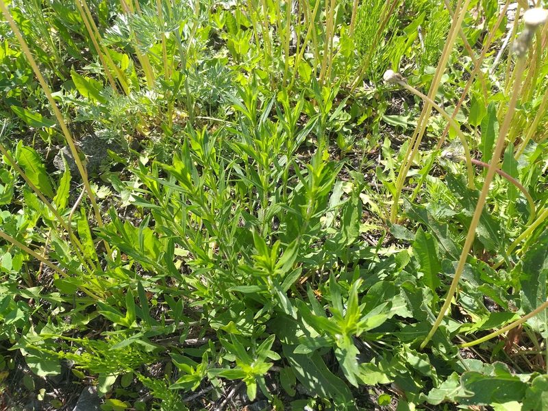 Silene tatarica, photographed by Dmitriy Bochkov
