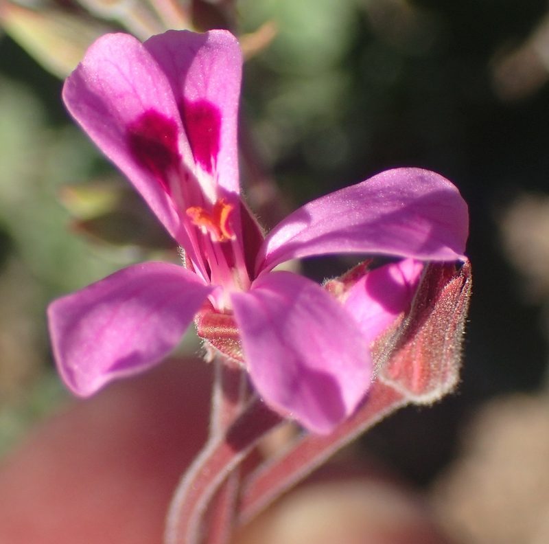 Pelargonium reniforme, photographed by Nicola van Berkel