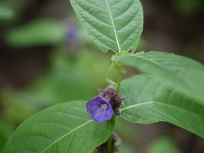 Neuracanthus sphaerostachyus, photographed by Dinesh Valke