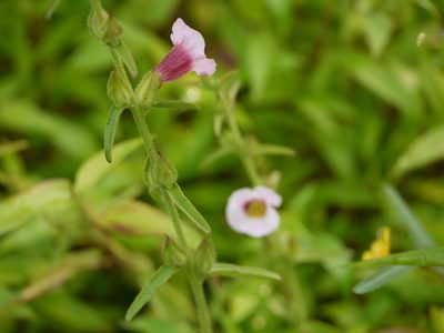 Centranthera indica, photographed by Dinesh Valke