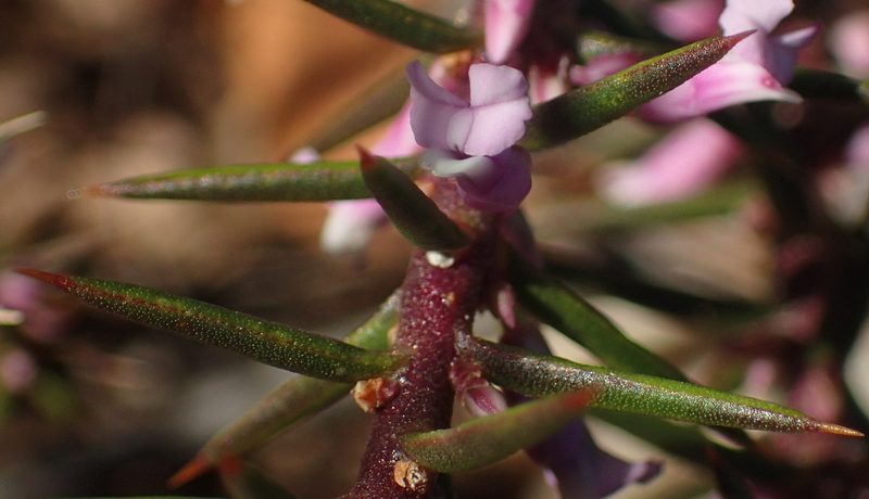 Muraltia juniperifolia, photographed by Nicola van Berkel