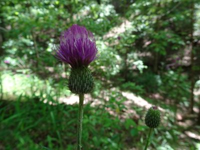 Cirsium carolinianum, photographed by Thomas Koffel