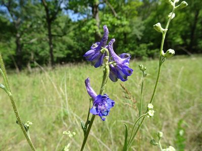 Delphinium carolinianum, photographed by Thomas Koffel