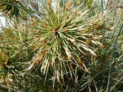 Spinifex longifolius, photographed by botanygirl