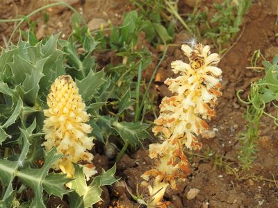 Orobanche amethystea, photographed by Aissa Djamel Filali