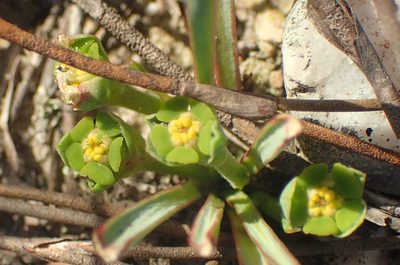 Euphorbia silenifolia, photographed by Nicola van Berkel