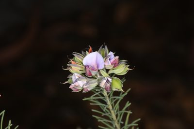 Gompholobium confertum, photographed by Donald Hobern