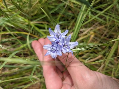 Triteleia grandiflora, photographed by Bryn