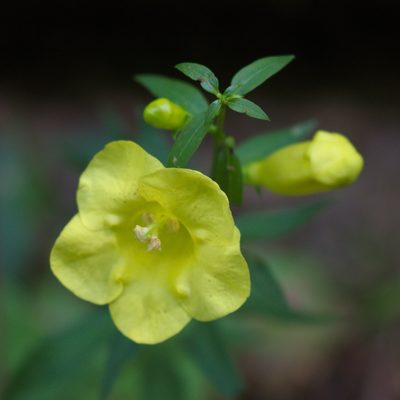Aureolaria levigata, photographed by Daniel McClosky