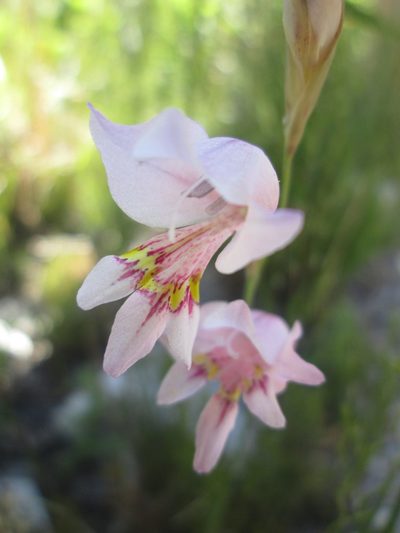 Gladiolus martleyi, photographed by Nolan Exe