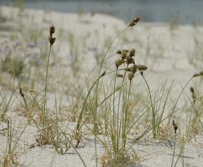 Carex sabulosa, photographed by Syd Cannings