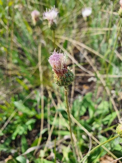 Klasea cardunculus, photographed by Анна Митрошенкова