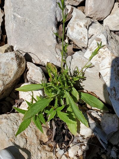 Triodanis coloradoensis, photographed by Jo Roberts