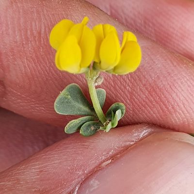Coronilla minima, photographed by Mehdi Chetibi