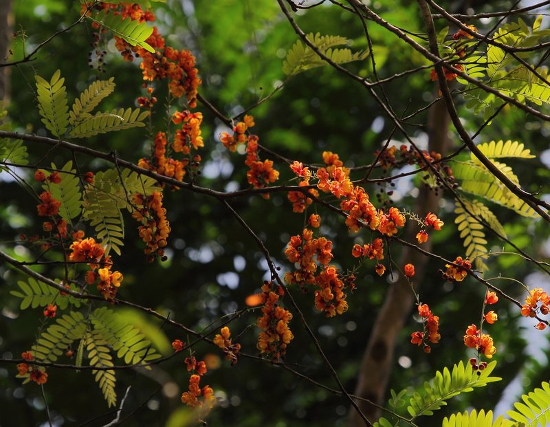 Cassia moschata, photographed by Feroze Omardeen
