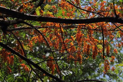 Cassia moschata, photographed by Feroze Omardeen