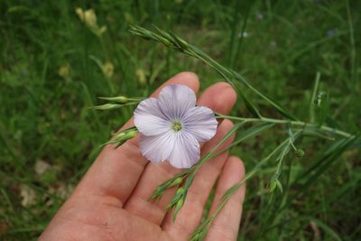 Linum nervosum, photographed by Aleksei Baushev