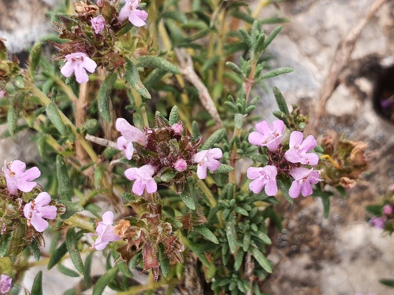 Thymus willdenowii, photographed by Mehdi Chetibi