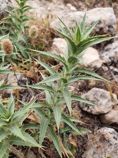 Carduncellus pectinatus, photographed by Mehdi Chetibi