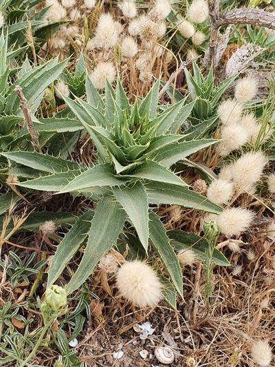 Carduncellus pectinatus, photographed by Mehdi Chetibi