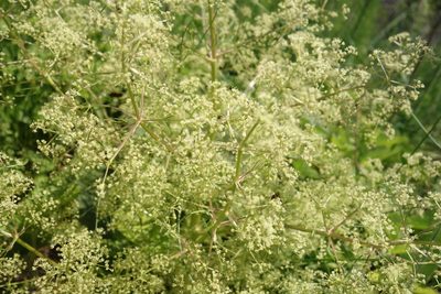 Trinia multicaulis, photographed by Aleksei Baushev