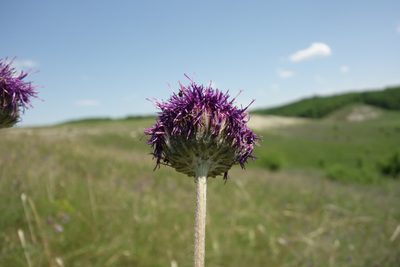 Jurinea arachnoidea, photographed by Aleksei Baushev