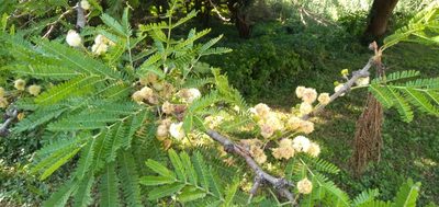 Vachellia robusta, photographed by Rosemary Harrison