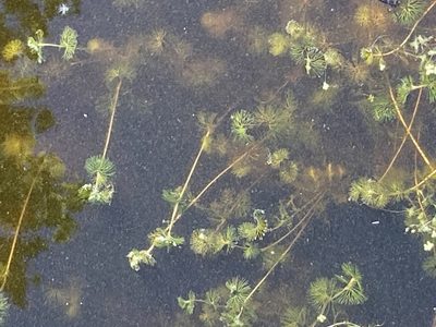 Ranunculus circinatus, photographed by Andre Hosper