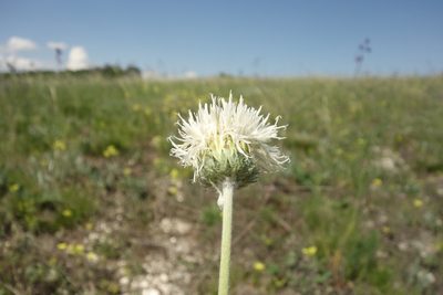 Jurinea arachnoidea, photographed by Aleksei Baushev