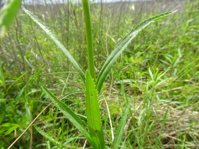 Physostegia angustifolia, photographed by Thomas Koffel