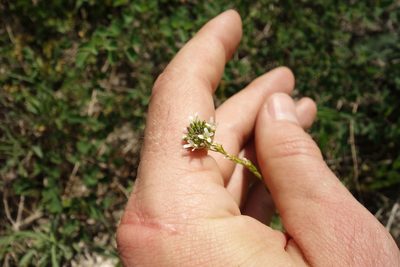 Arabis sagittata, photographed by Aleksei Baushev